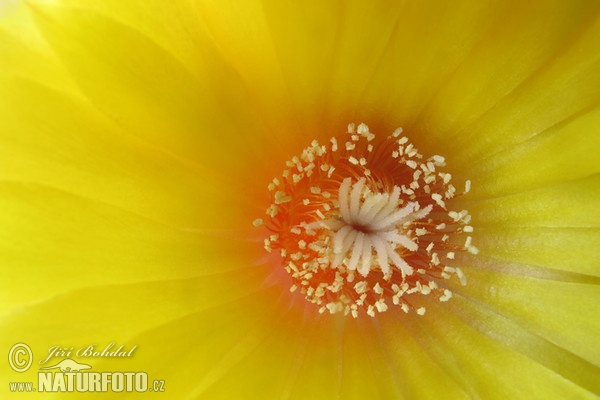 Parodia aureispina