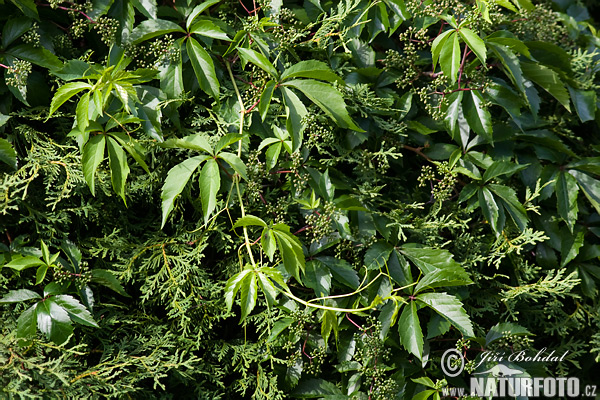 Parthenocissus inserta