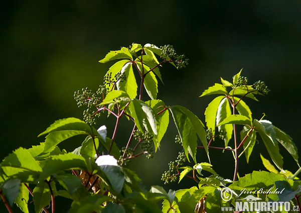 Parthenocissus quinquefolia