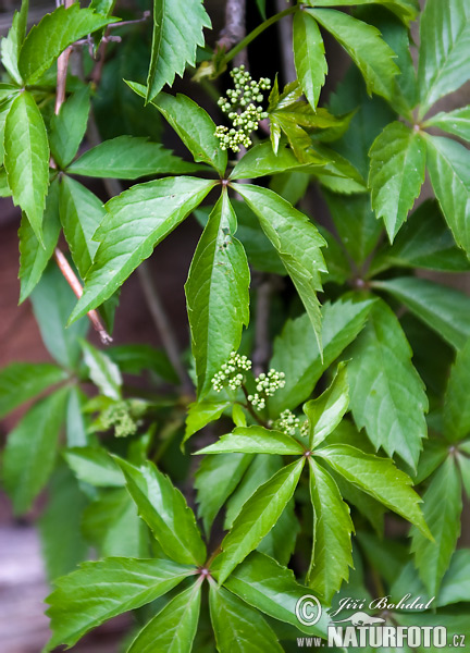 Parthenocissus quinquefolia