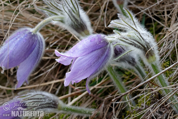 Pasque Flower (Pulsatilla grandis)