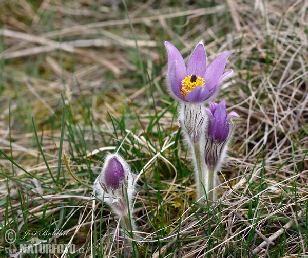 Pasque Flower (Pulsatilla grandis)