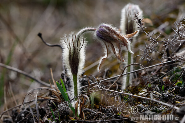 Pasque Flower (Pulsatilla grandis)