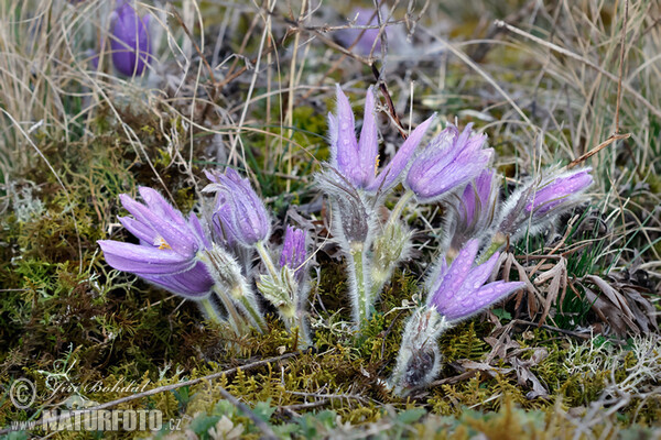 Pasque Flower (Pulsatilla grandis)