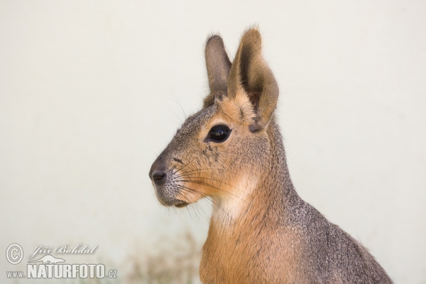 Patagonian Mara (Dolichotis patagonum)