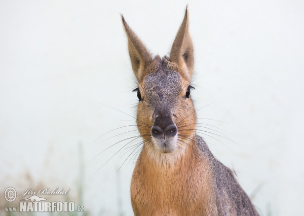 Patagonian Mara (Dolichotis patagonum)