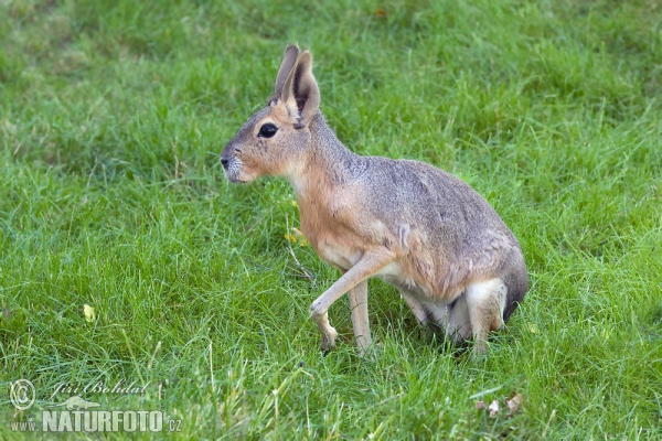 Patagonian Mara (Dolichotis patagonum)