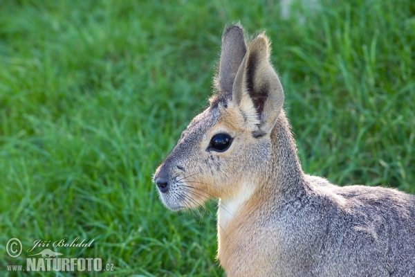 Patagonian Mara (Dolichotis patagonum)