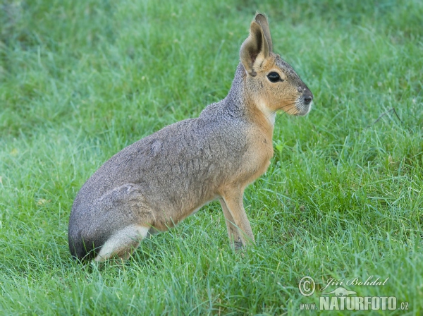 Patagonian Mara (Dolichotis patagonum)