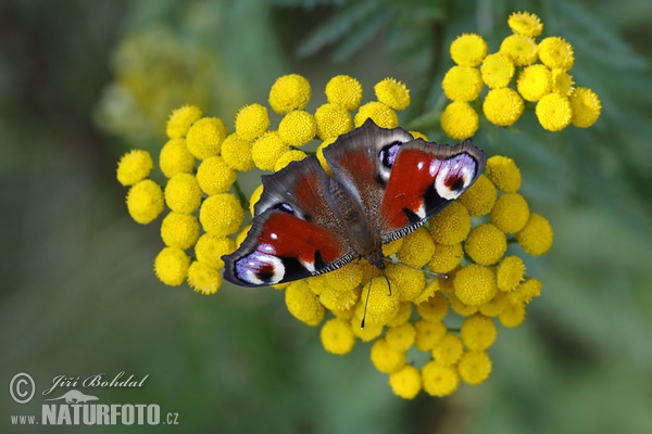 Peacock (Inachis io)