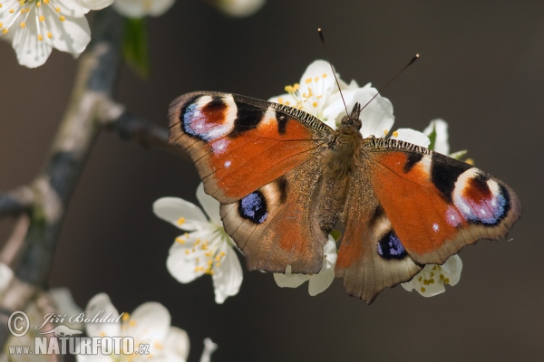 Peacock (Inachis io)