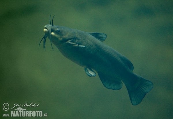 peixe-gato-cabeçudo-castanho