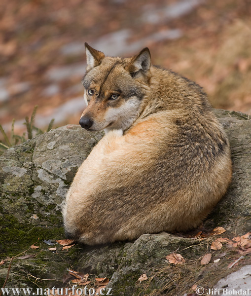 Pelēkais vilks