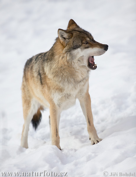 Pelēkais vilks