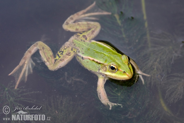 Pelophylax lessonae