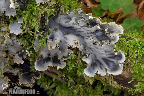 Peltigera sp.