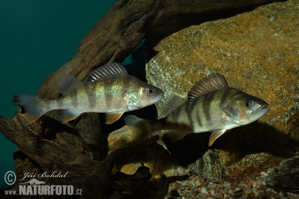 Perch (Perca fluviatilis)