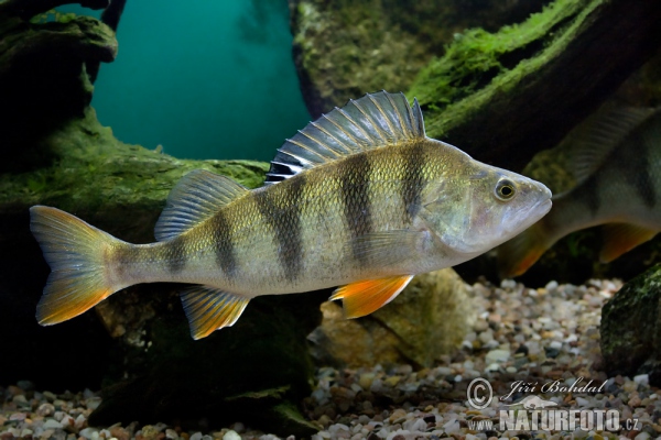 Perch (Perca fluviatilis)