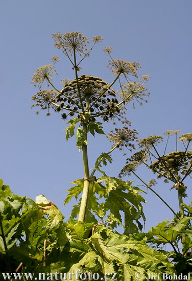 Perejil gigante