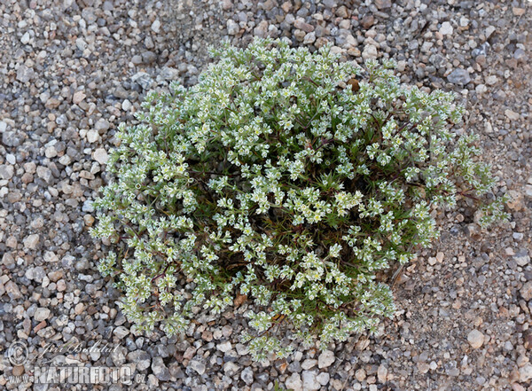 Perennial Knawel (Scleranthus perennis)