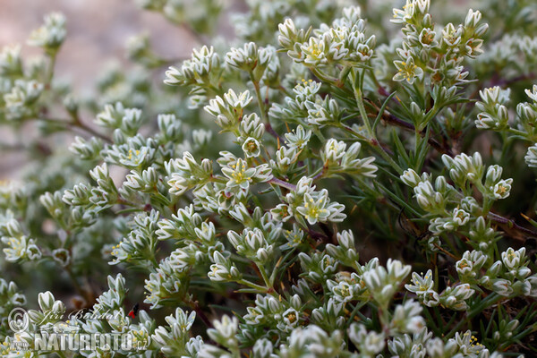 Perennial Knawel (Scleranthus perennis)