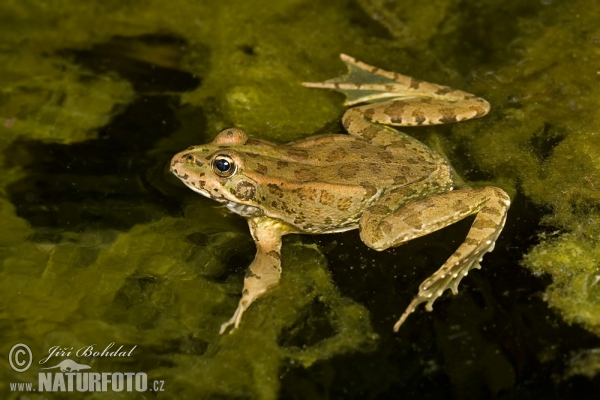 Perez´s Frog (Pelophylax perezi)