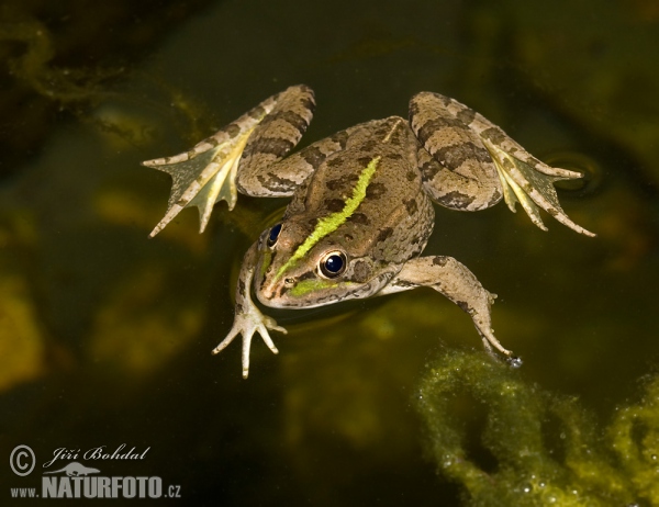 Perez´s Frog (Pelophylax perezi)