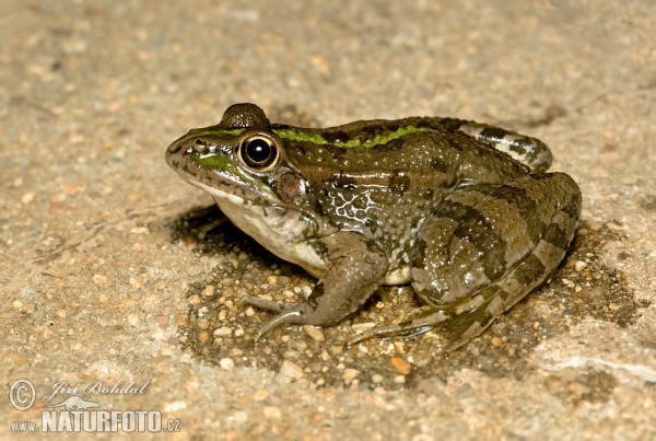 Perez´s Frog (Pelophylax perezi)