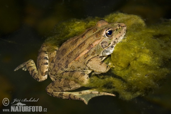 Perez´s Frog (Pelophylax perezi)