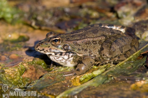 Perez´s Frog (Pelophylax perezi)