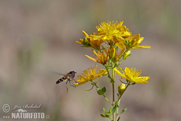 Perforate St John's Wort (Hypericum perforatum)