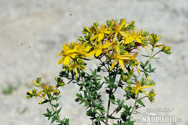 Perforate St John's Wort (Hypericum perforatum)