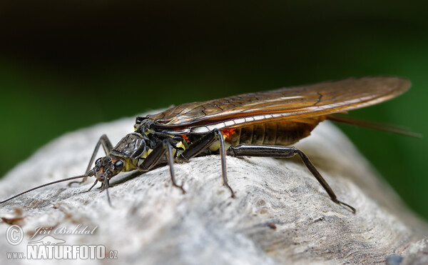 Perla burmeisteriana