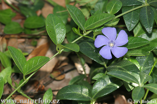 Pervinca minore