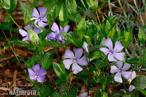 Pervinca minore