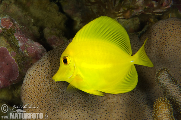 Pesce Chirurgo Giallo