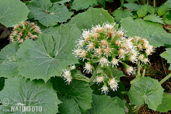 Pétasite blanc