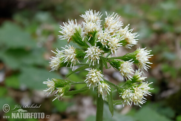 Pétasite blanc