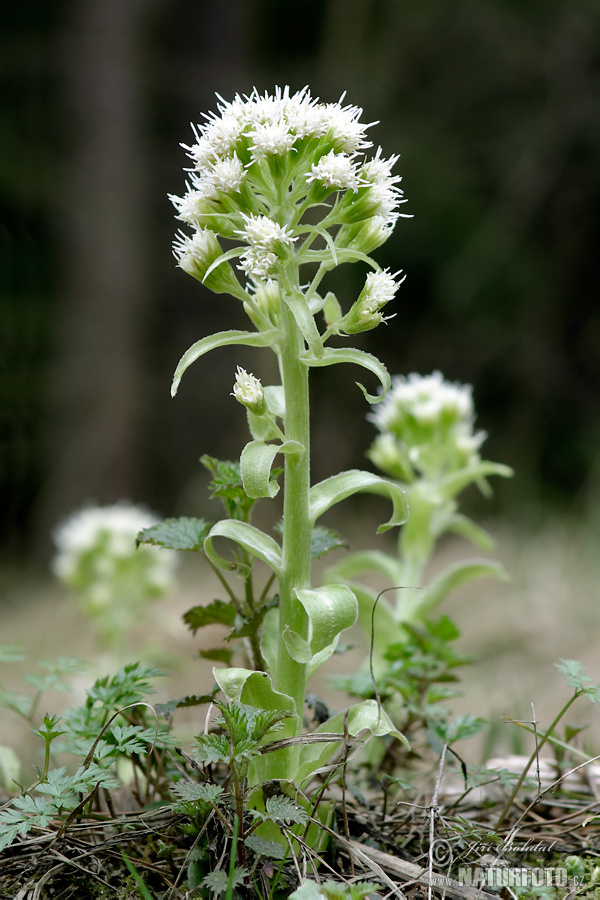 Pétasite blanc