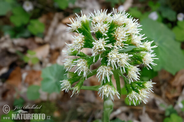 Petasites albus