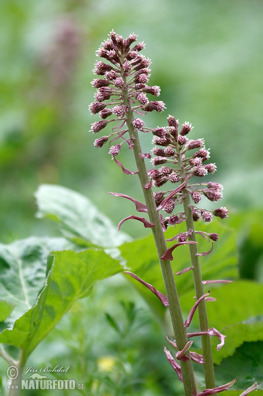 Petasites hybridus