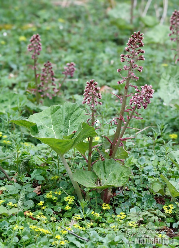 Petasites hybridus