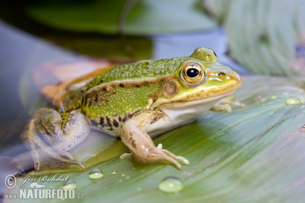 Petite grenouille verte