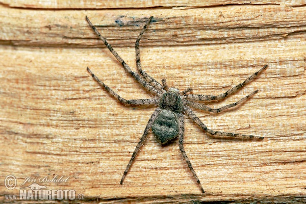 Philodromus margaritatus