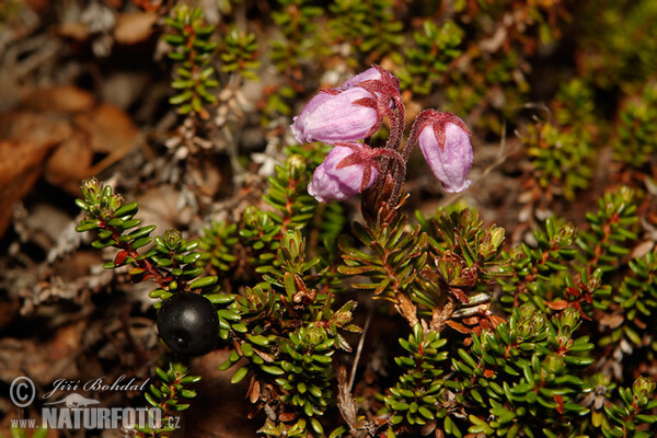 Phyllodoce bleue