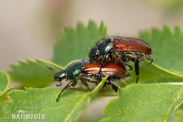 Phyllopertha horticola