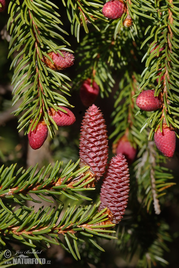 Picea abies