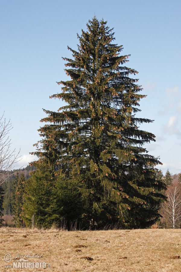 Picea abies