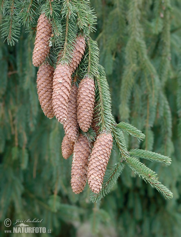 Picea abies