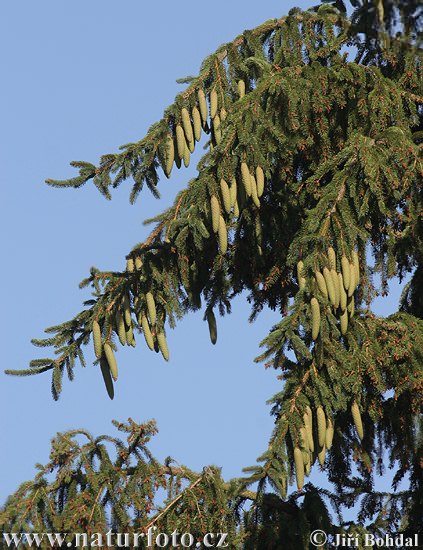 Picea abies